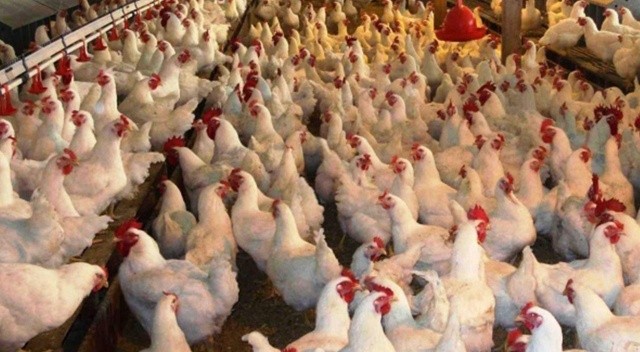 Bulgaristan’da kuş gribi paniği: 39 bin tavuk itlaf edilecek görseli