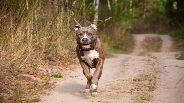 Gaziantep’teki 3. Pitbull saldırısında korku dolu anlar görseli
