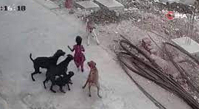 Hindistan’da sokak köpekleri 4 yaşındaki çocuğa saldırdı görseli