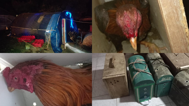 Horoz dövüşü operasyonu: 8 kişi yakalandı, 11 horoza el konuldu görseli