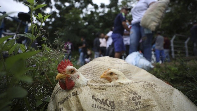 Kuş gribi Fransa'nın çiftliklerini sarıyor görseli