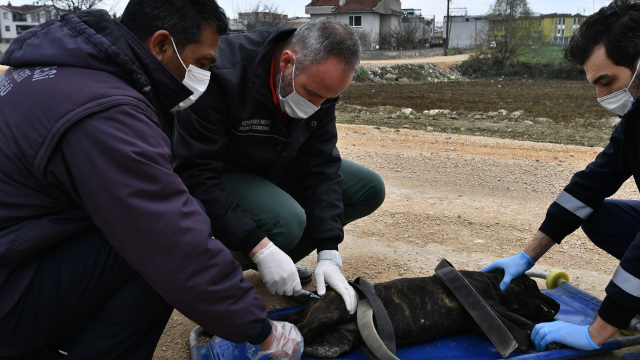 Pitbull operasyonu başladı: Sahipleri birer birer terk ediyor görseli