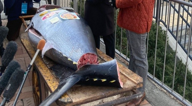 Tokyo'daki 211 kiloluk orkinos 1.9 milyon liraya satıldı görseli