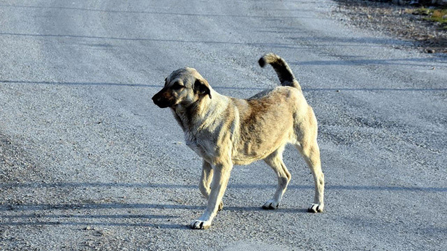 Mardin sokak köpeği vahşeti: 2 kişinin yüzü parçalandı görseli