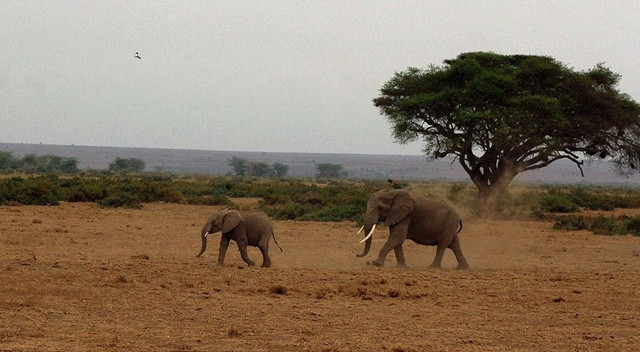 Milyonlarca yıl önce Sivas, Afrika savanlarına benziyordu görseli