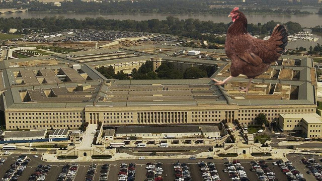 Pentagon'da güvenlikli bölgeye sızan tavuk yakalandı görseli