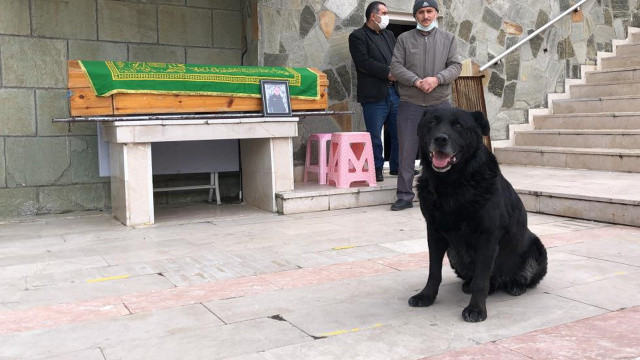 Vefalı köpek Bali, sahibinin tabutunun başından ayrılmadı görseli