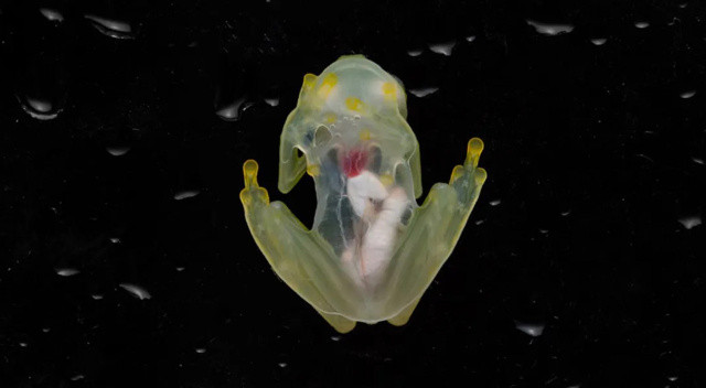 Cam kurbağası türleri keşfedildi: Kalpleri ve tüm iç organları görünüyor görseli