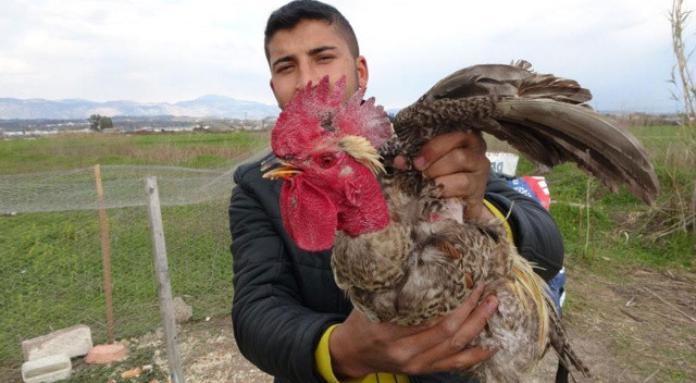 Sahibinin kesmek istediği horoz 'Anne' diye bağırdı, kesilmekten kurtuldu görseli