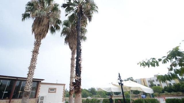 Antalya'da tüyler ürperten görüntü! Budamak için çıktığı ağaçta hayatını kaybetti görseli