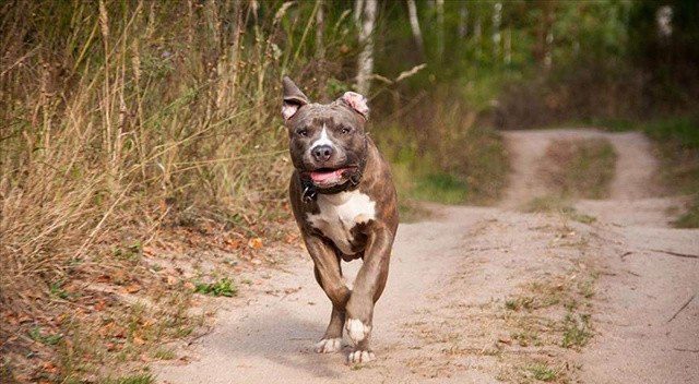 Bursa'da okula giden çocuğa 8 köpek birden saldırdı görseli