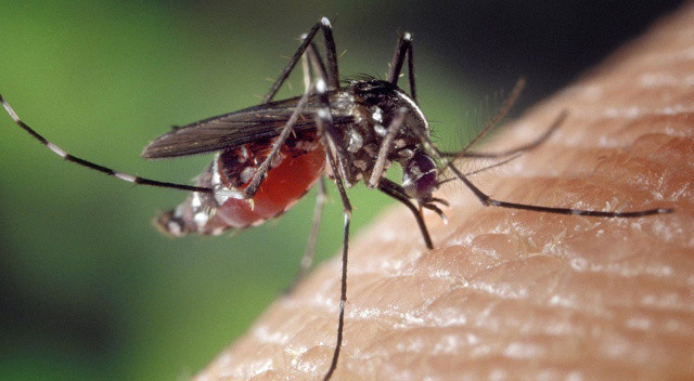 DSÖ uyardı! Pandemi geri mi geliyor? Yeni kabusun adı: Zika görseli