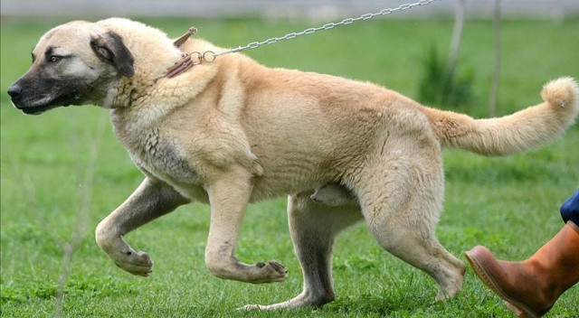Feci ölüm! 12 köpek bir genç kıza saldırdı görseli