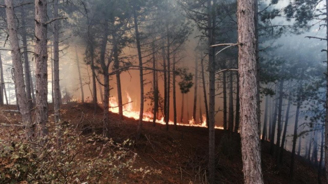 İzmir ve Uşak'da orman yangını görseli