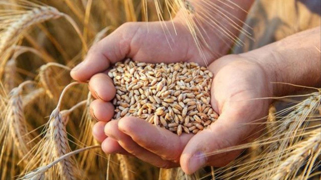 Tarım Bakanı Kirişçi'den ithal tohum açıklaması görseli