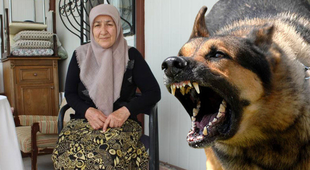 72 yaşındaki kadına 13 köpek birden saldırdı: Ölümden döndü görseli