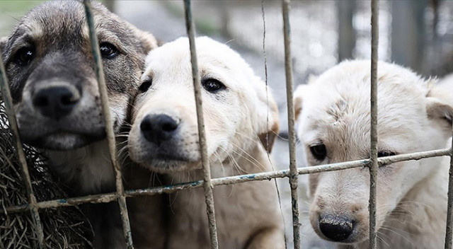 ABD’de ilginç sınırlama: Köpekler artık istedikleri kadar havlayamayacak görseli