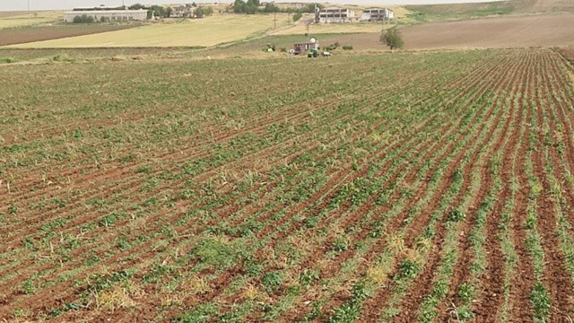 Diyarbakır'da üzerine yıldırım düşen çocuk öldü görseli