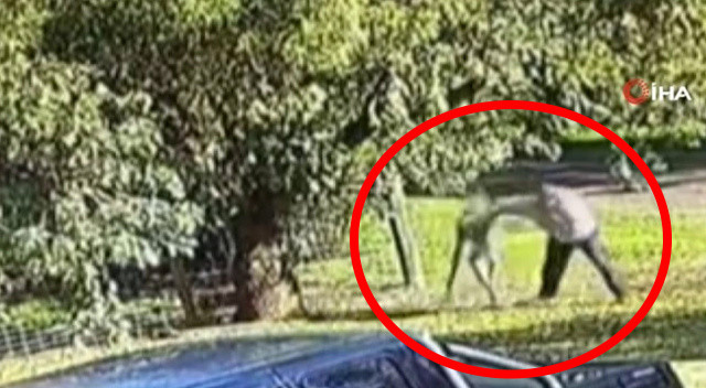 Hem saldırdı hem kovaladı! Öfkeli kanguru ve adamın kavgası sosyal medyada viral oldu görseli