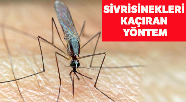 Sivrisineklere kolay tuzak: Sadece 3 malzeme ile hazırlanıyor… Sivrisinekler görünce kaçacak yer arayacak! görseli