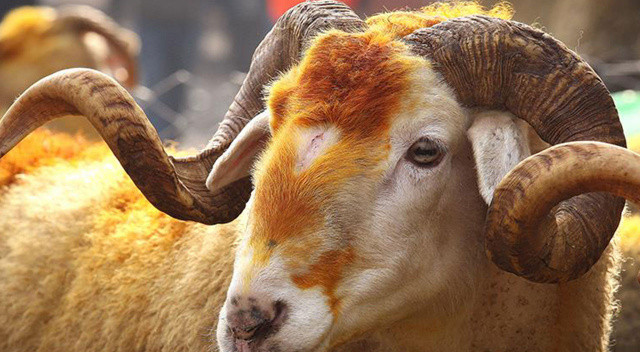 TDV, Diyarbakır'da kesilecek 865 kurbanın etini ihtiyaç sahiplerine ulaştıracak görseli