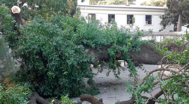 Üsküdar'da asırlık ağaç devrildi, otomobil zarar gördü görseli
