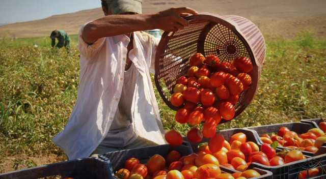 Fiyat farkını gören isyan ediyor: Domates tarlada 2 buçuk, markette 13 lira görseli