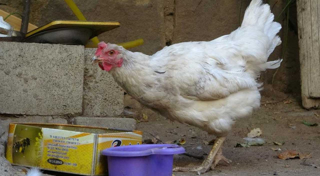 Yumurta toplamaya gitti, gördüğüne inanamadı! Saklamaya karar verdi: Daha önce hiç karşılaşmadım görseli